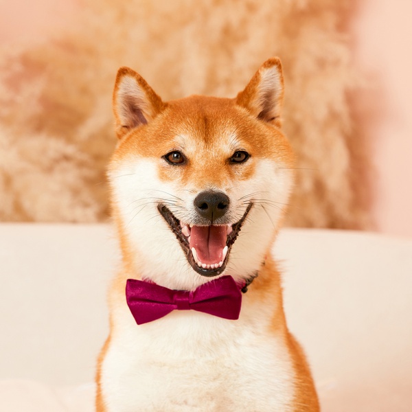 Fashion Pet Bowties
